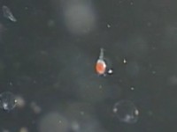 �v�����N�g��