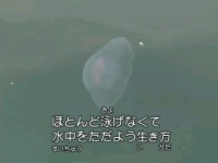 �v�����N�g��