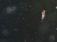 �v�����N�g��