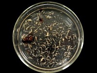 �V���[���ɂ������v�����N�g��