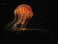 �A�J�N���Q