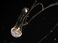 �M���}���N���Q