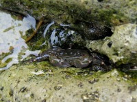 �J�j�@�����炢�̐�������