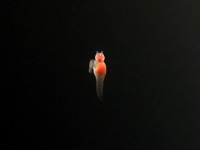 �N���I�l�@��������������