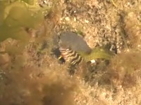 �i�x�J�i�M���|�̒��ԁj