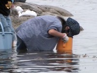 �g���Č��Ă���q