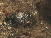 ���̒��̃��h�J��