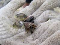 ���܂������h�J��