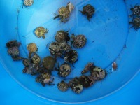 �o�P�c�ɏW�߂����h�J��