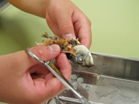 ���͉���H�ׂĂ��邩�ȁH