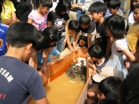 �Ôg�ɂ��ĕ׋����悤