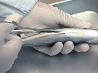 ���Ƀn�T�~������