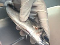 �G���̎�O�ŕ����]��