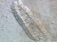 �A�W�݂̈̓��e��