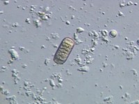 �A�W�݂̈̓��e��