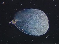 �A�W�݂̈̓��e��