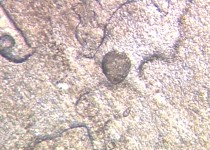 �A�W�̒��̓��e��