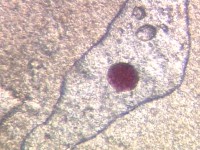 �A�W�̒��̓��e��