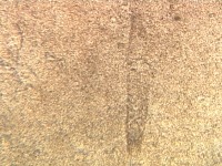 �A�W�̒��̓��e��