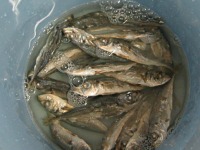 �q���m�𐅂ł��ǂ�