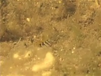 �i�x�J�i�M���|�̒��ԁj